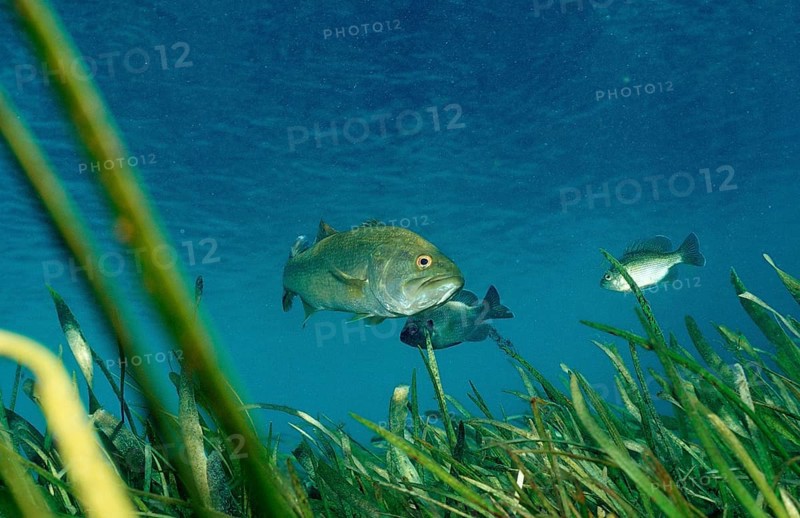 Trout perch, Micropterus salmoides, USA, Florida, FL