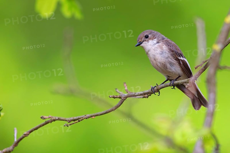 Animals, birds, songbirds, pied flycatcher, (Ficedula hypoleuca), biotope, habitat, perch, foraging, forest cemetery, Limburgerhof, Rhineland-Palatinate, Federal Republic of Germany