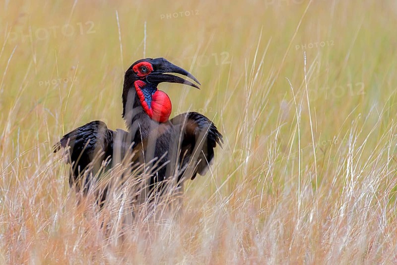 Blue-faced Hornbill, Hornbill, Raven, (Bucorvus abyssinicus) from Maasai Mara, Kenya
