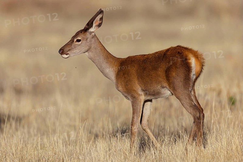 Red deer, (Cervus elaphus), young animal, animals, mammals, young animal, El Millaron Deer Safari, Salorino, Extremadura Caceres, Spain