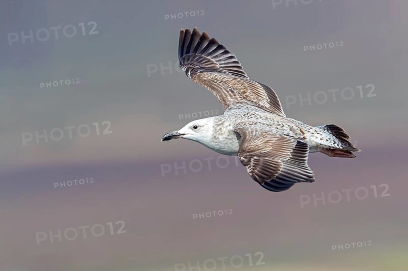 Herring gull, (Ichthyaetus ichthyaetus) Syn: (Larus ichthyaetus), Animals, Birds, Gulls, Seagull, Aerial view, Israel