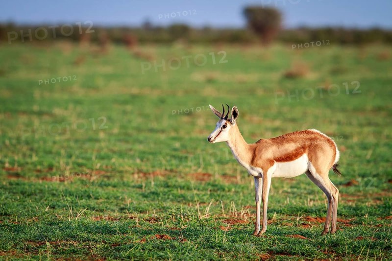Springbok standing in the grass in the Etosha National Park, Namibia