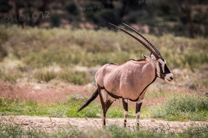 Oryx standing in the grass and starring in the Kgalagadi Transfrontier Park, South Africa