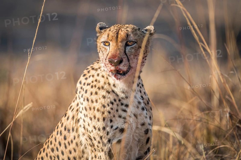Starring Cheetah with a bloody face in the Kruger National Park, South Africa