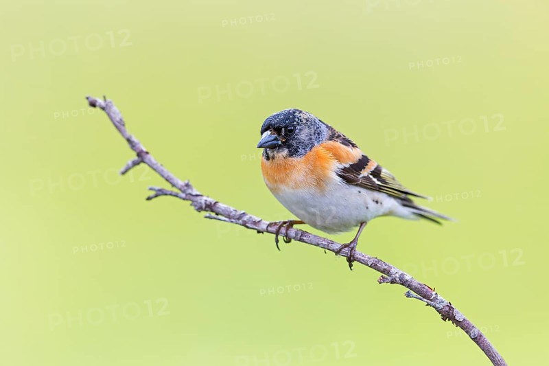 Mountain finch, Northern finch, finch family, (Fringilla montifringilla), animals, birds, songbirds, Varanger Bird Park, Finnmark, Norway