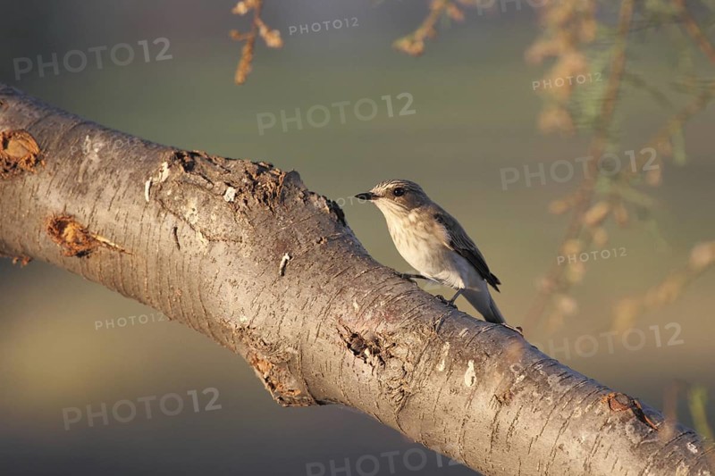 Grey flycatcher on its lookout, Punta Prima on Menorca