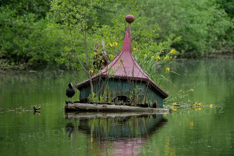 Eurasian Coot (Fulica atra) on sunken duck house, duck house, lake, water bird, marsh iris. Lake Luckenbach, Schwäbisch Hall, Germany