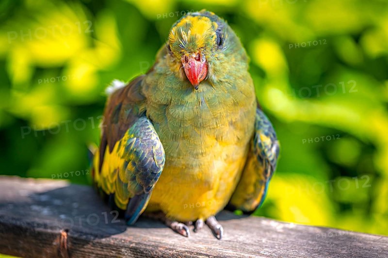 The parrot (Psittaciformes) with vivid colours rests on a piece of wood in front of a summery background, Suhl, Thuringia, Germany