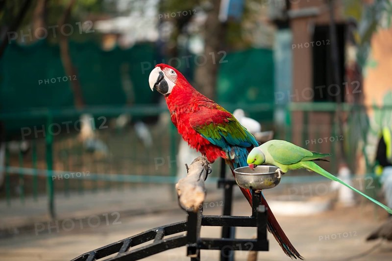 Parrot with vibrant colors perched near a green bird feeding in an outdoor setting, Portrait of colorful Scarlet Macaw parrot with green parrot in zoo eating nuts