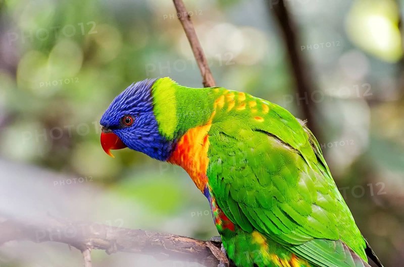 Allcolour lorikeet