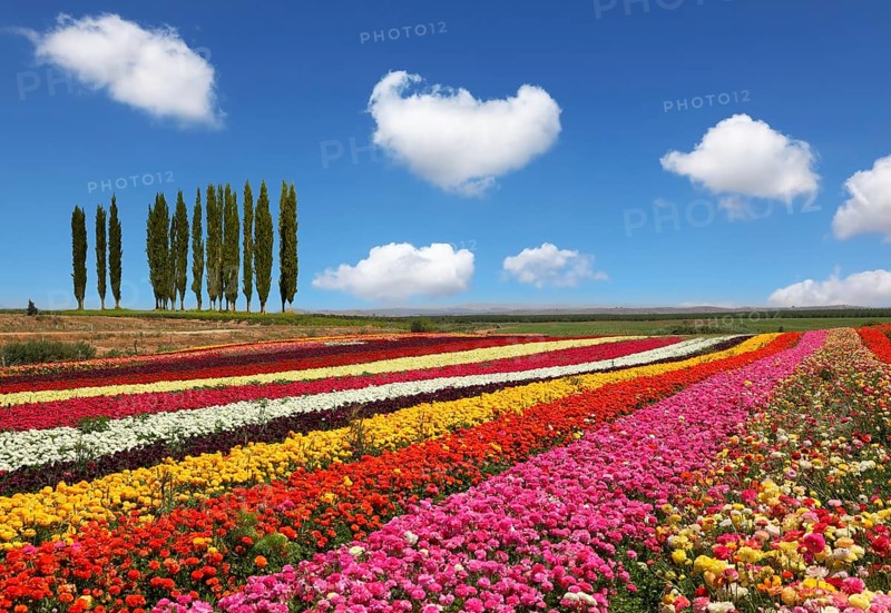 Field of multi-colored decorative buttercups Ranunculus Bloomingdale. On the horizon is growing cypress alley. Flowers planted with broad bands of bright colors - red, yellow and pink