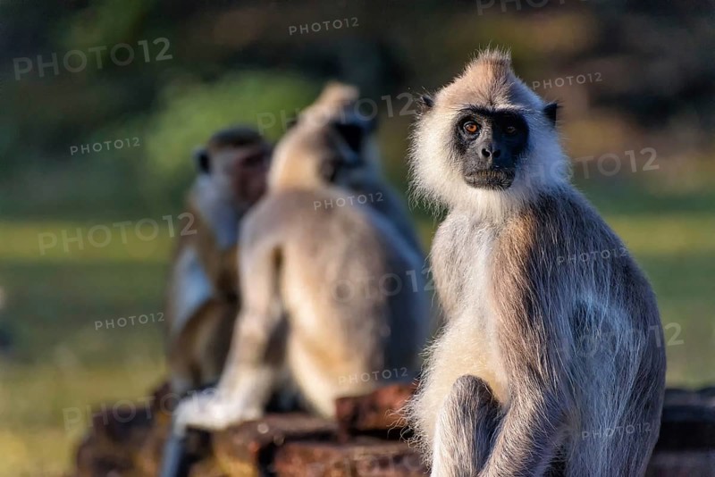 Langurs