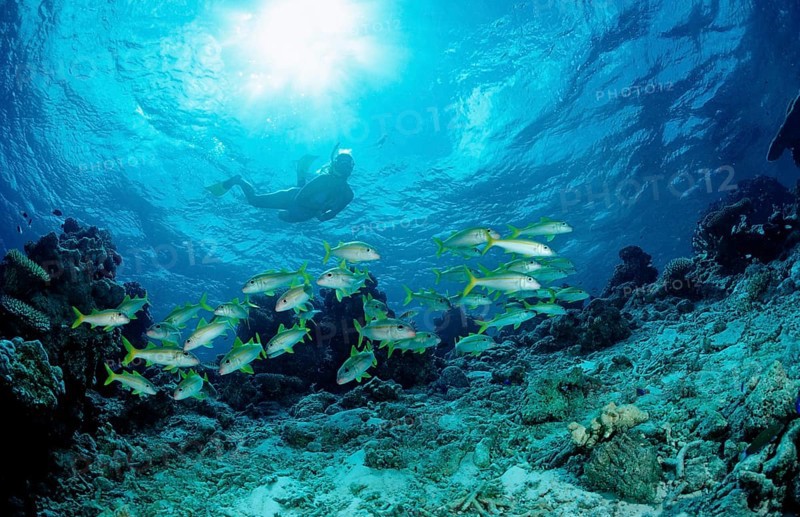 Shoal of yellowfin mullets and snorkellers, Mulloidichthys vanicolensis, Maldives, Indian Ocean, Ari Atoll