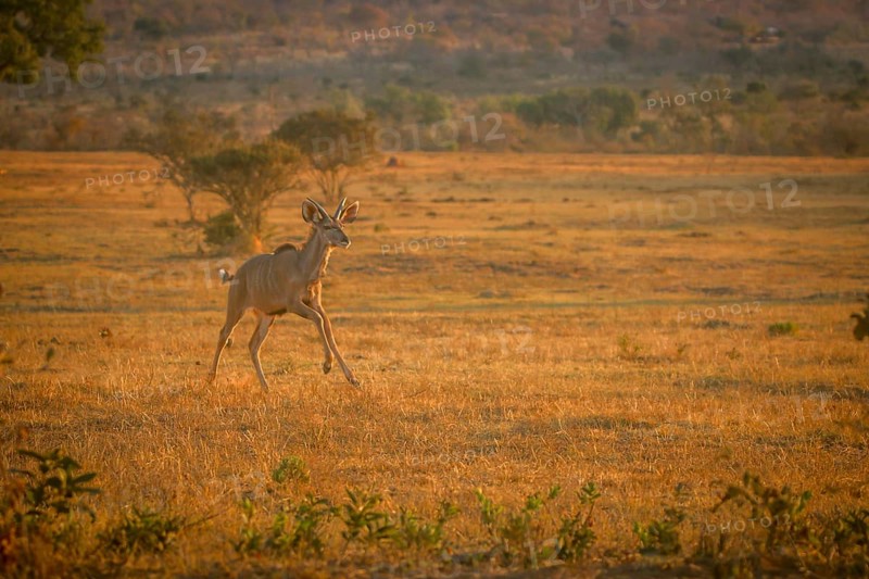 Young male Kudu running in the bush in the Welgevonden game reserve, South Africa