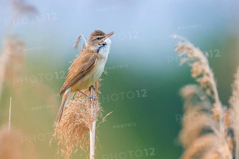 Reed warbler, (Acrocephalus arundinaceus), reedbed perch, biotope, habitat, animals, birds, songbird, reed warbler genus, Lobau, Vienna, Donaustadt, Vienna, Austria