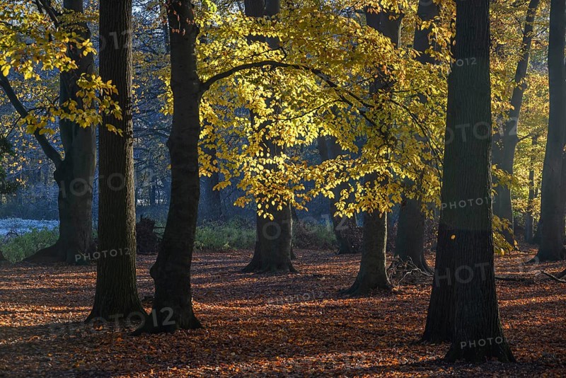 Dense forest in autumn with orange foliage and deep shadows, borken, North Rhine-Westphalia, germany