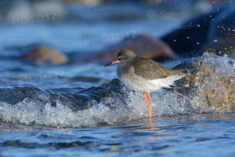 Redshank foraging on the beach (tringa totanus)