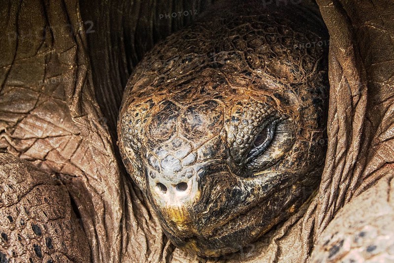 Giant tortoise head (chelonoidis nigra porteri)