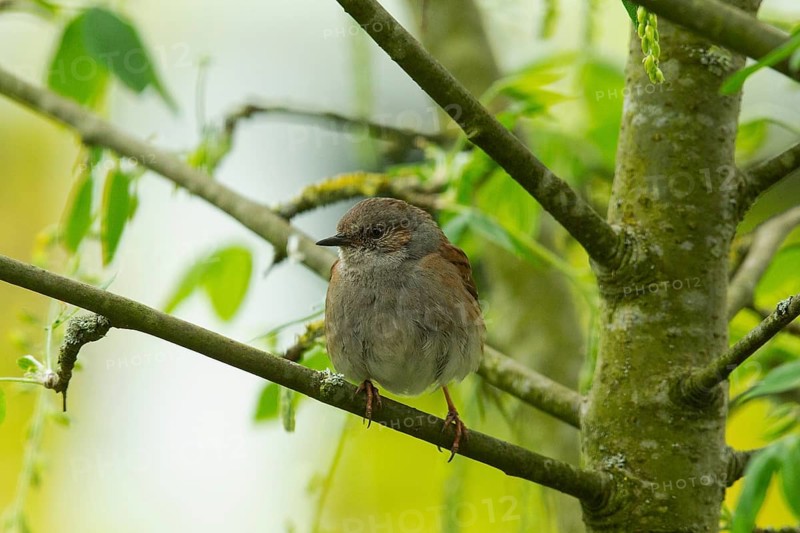 Dunnock (Prunella modularis)
