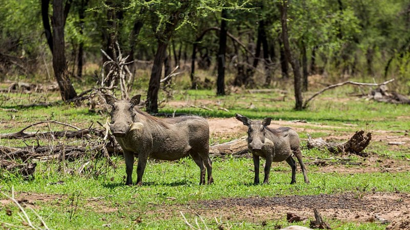 Warthog at the Gaborone Game Reserve in Gaborone, Botswana, Gaborone, Botswana