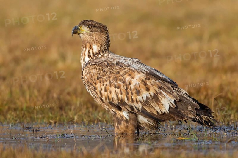 White-tailed eagle, hawk family, animals, birds, birds of prey, (Haliaeetus albicilla), biotope, habitat, foraging, centrapoles, Kutno, Lodz, Poland