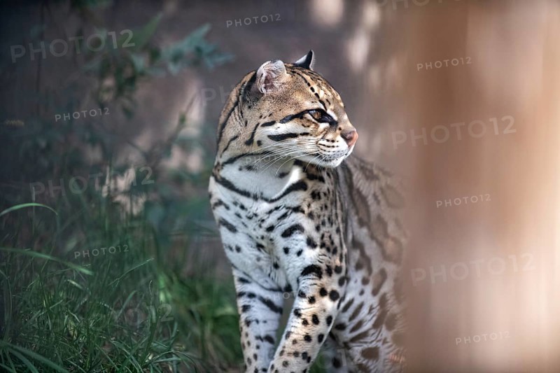 Ocelot (Leopardus pardalis), An ocelot sits among green foliage, its spotted coat highlighted by sunlight, creating a jungle atmosphere
