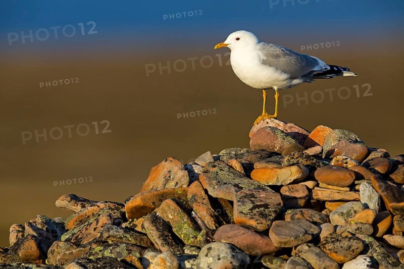 Mew Gull, (Larus canus), animals, birds, gull, gull family, Varanger, Finnmark, Norway