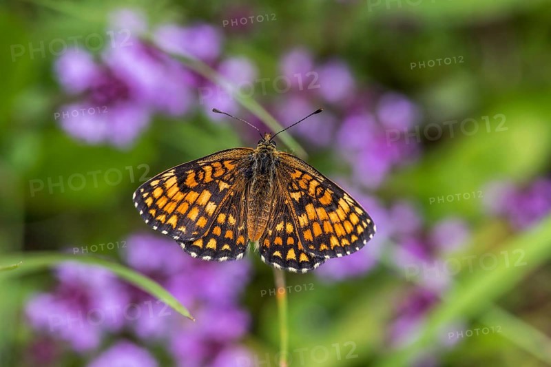 Quail Wheat Fritillary (Melitaea athalia)