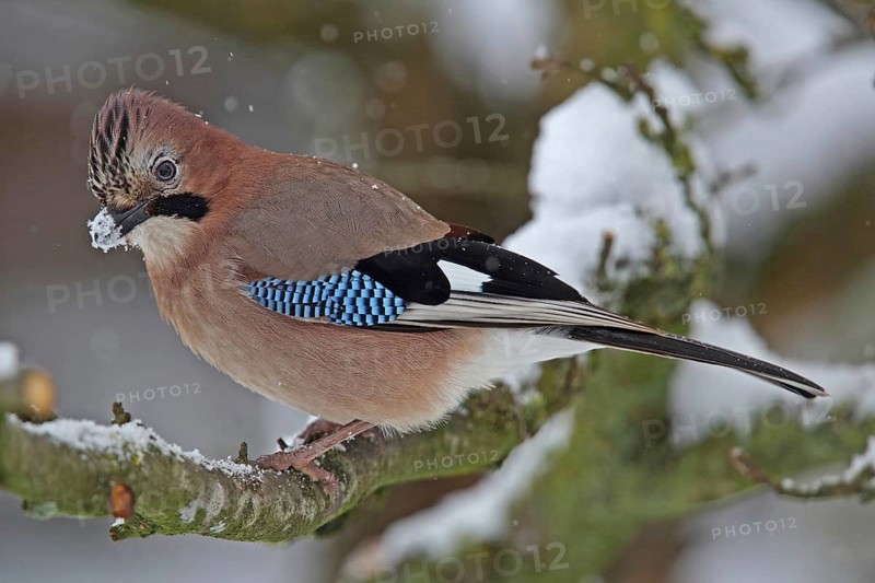Eurasian jay (Garrulus glandarius)