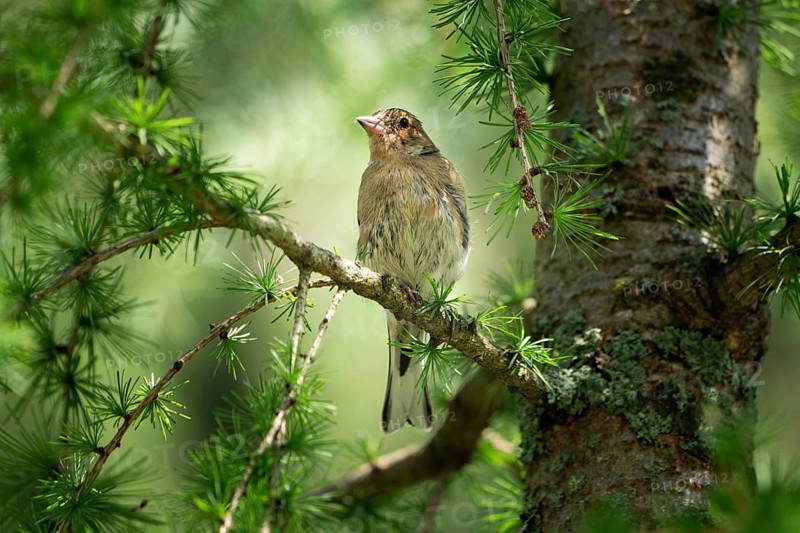 Snow sparrow (Montifringilla nivalis)