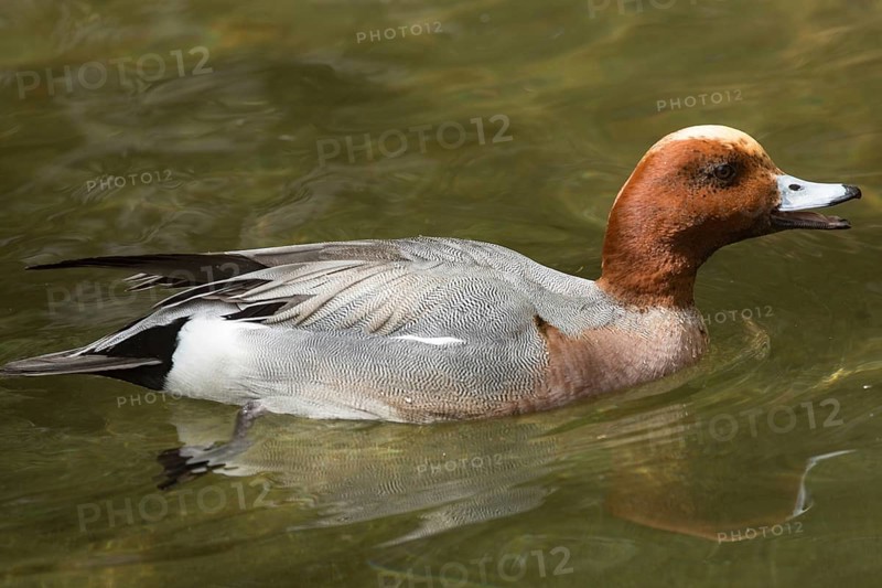 Eurasian wigeon (Mareca penelope)