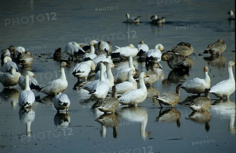 Snow goose (Anser caerulescens)