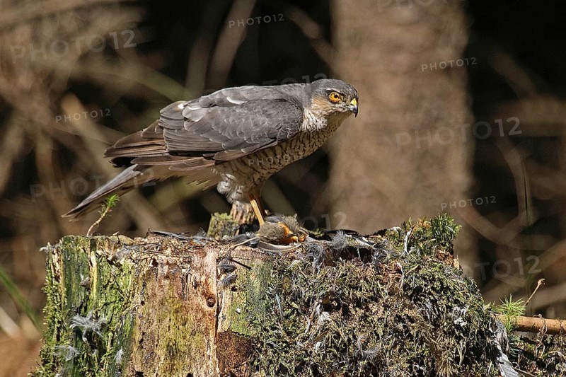 Sparrowhawk (Accipiter nisus)