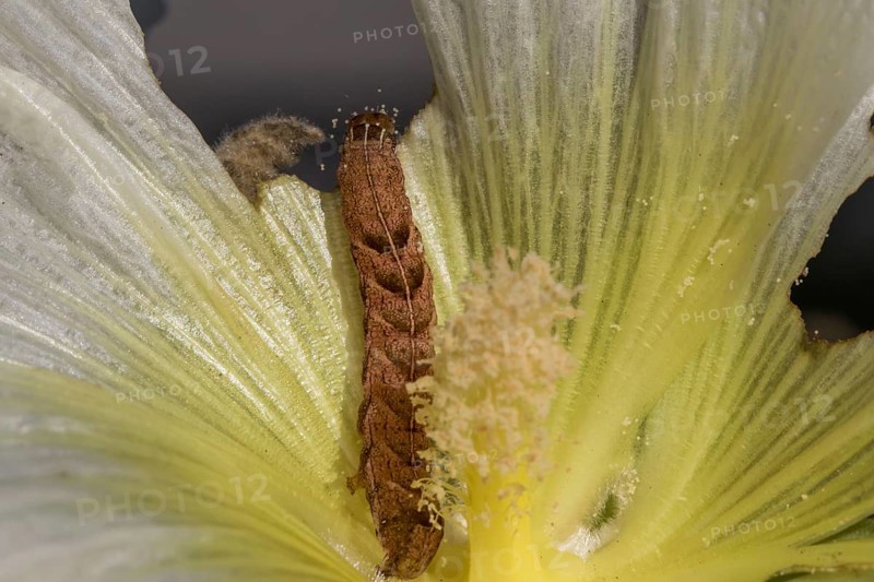 Caterpillar of the Fohkrauteule (Melanchra persicariae)