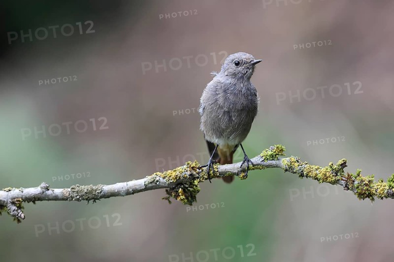 Black redstart (Phoenicurus ochruros)