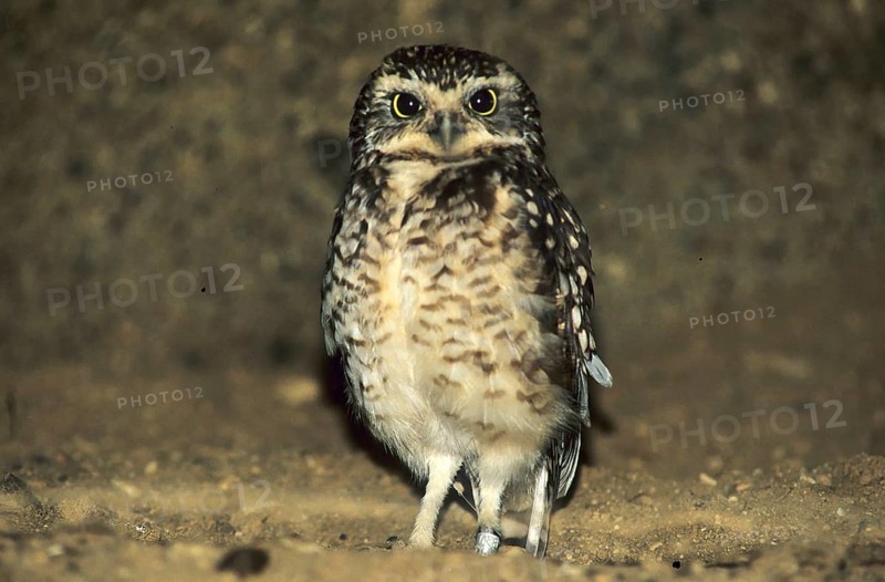 Burrowing owl (Athene cunicularia)