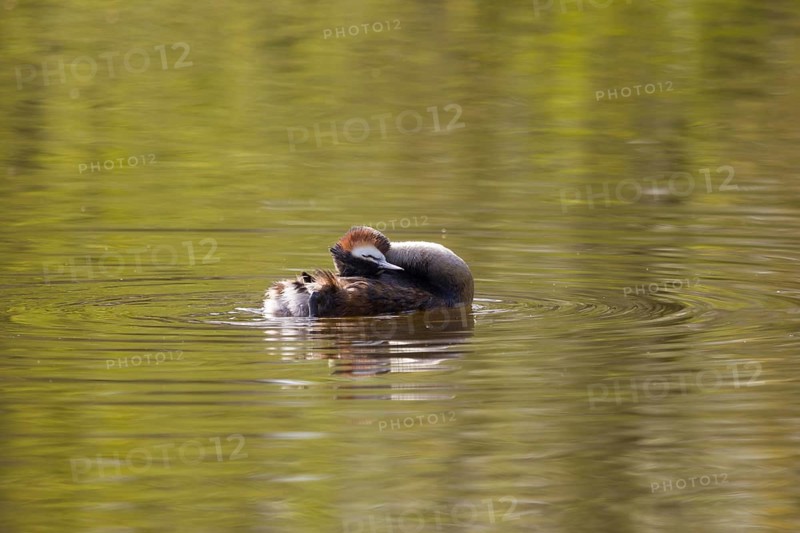 Great crested grebe, body care (Podiceps cristatus)