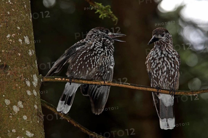 Nutcracker (Nucifraga caryocatactes)