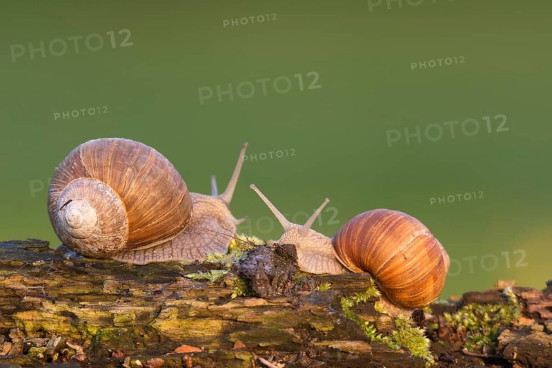 Vineyard snail (Helix pomatia)