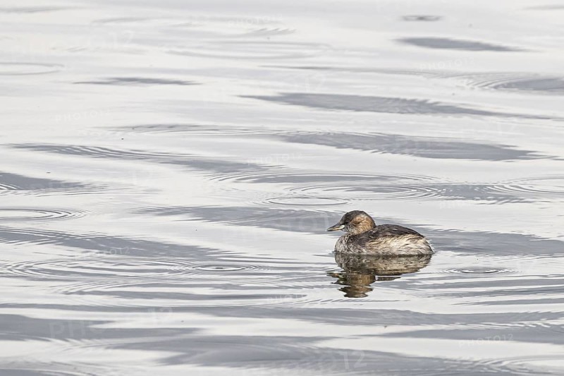 Little grebe (Tachybaptus ruficollis) swimming in a lake in Arusha National Park in Tanzania East Africa