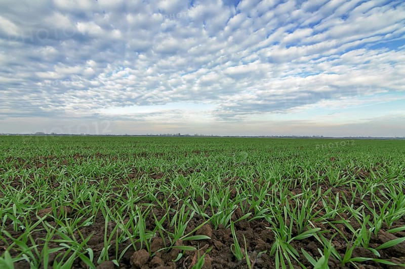Winter wheat seedlings and blue sky. Young wheat in field. Young wheat seedlings growing in a field