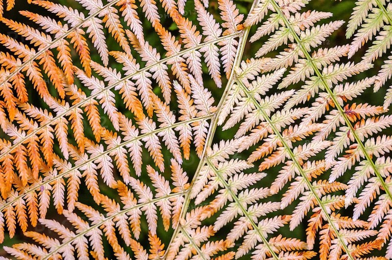 Orange colored fern in a forest in autumn. Vosges, France