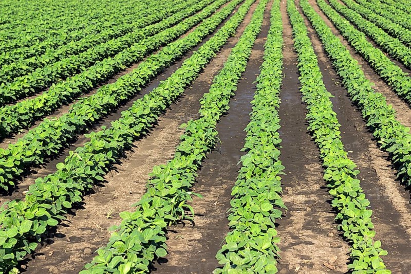 Young green soy plants with large leaves grow in the field