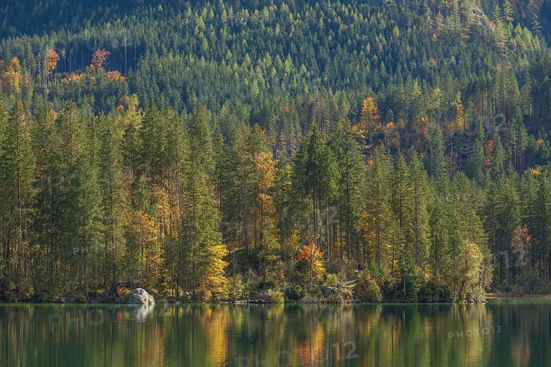 Hintersee with forest in autumn, Ramsau, Berchtesgaden, Berchtesgadener Land, Upper Bavaria, Bavaria, Germany