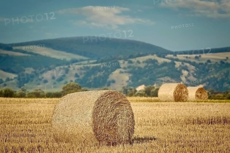 Rural landscape with haystacks in the field Romania