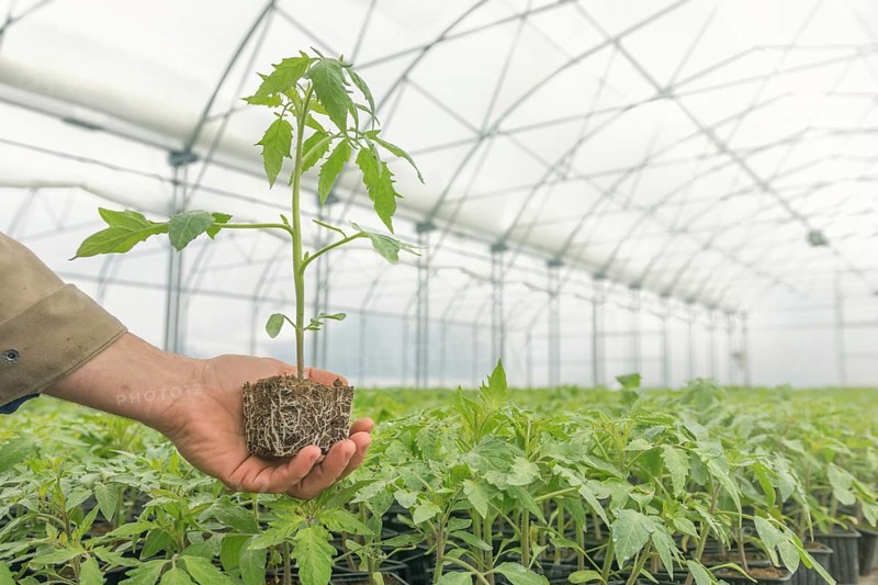 Tomato Seedling in the hand of agriculture, with visible root