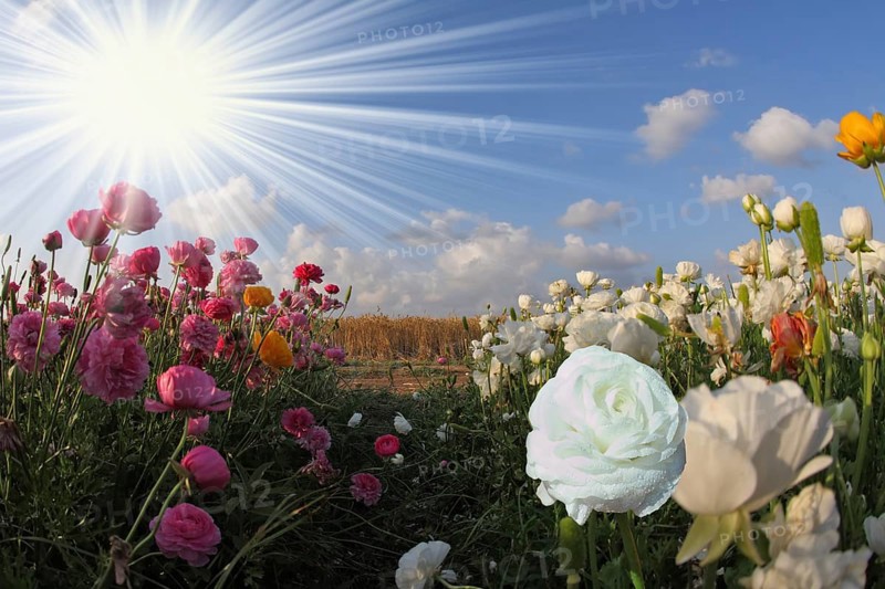Gorgeous white flower in a large field of buttercup