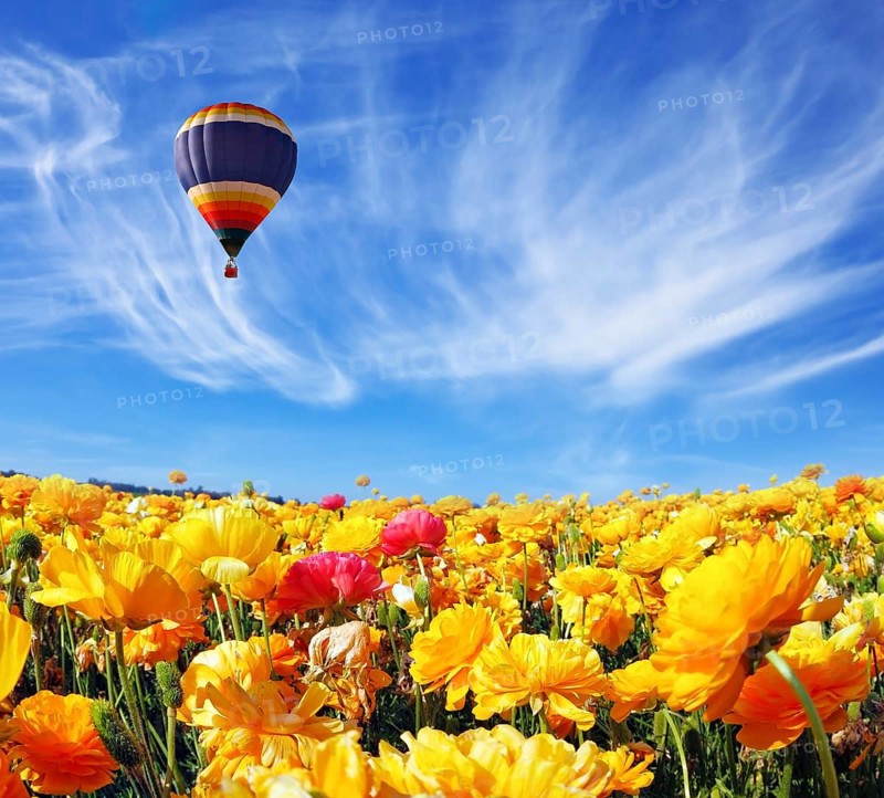 Beautiful spring weather, beautiful big balloon flies over the field. The huge field of white, red and orange buttercups (Ranunculus asiaticus). The picture was taken Fisheye lens