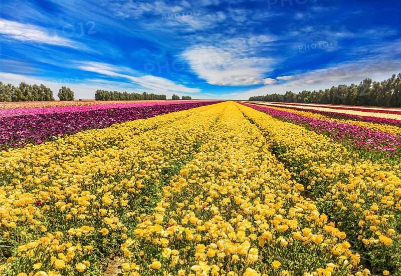 The huge field of spring buttercups. Long stripes of yellow, red and purple flowers. Clouds fly in the blue sky. Concept of rural and ecological tourism