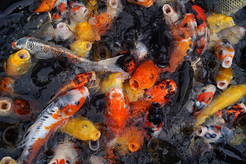 Carp of image. Shooting Location: Yokohama-city kanagawa prefecture